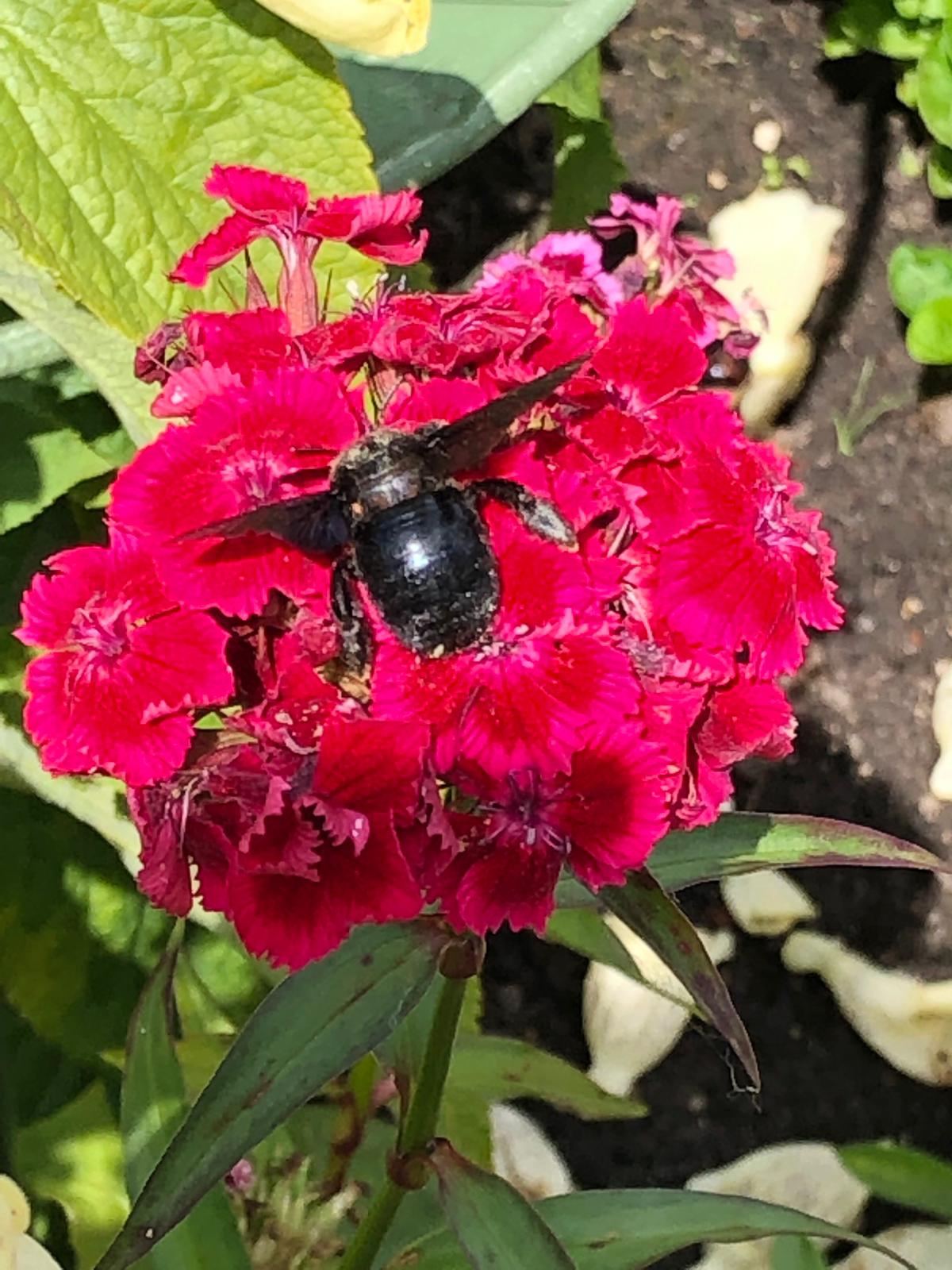 welke hommel is  dit?